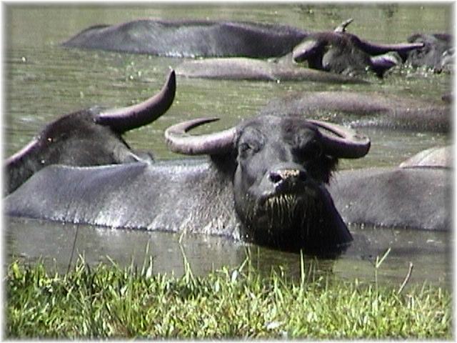 ASIATIC WATER BUFFALO 0110